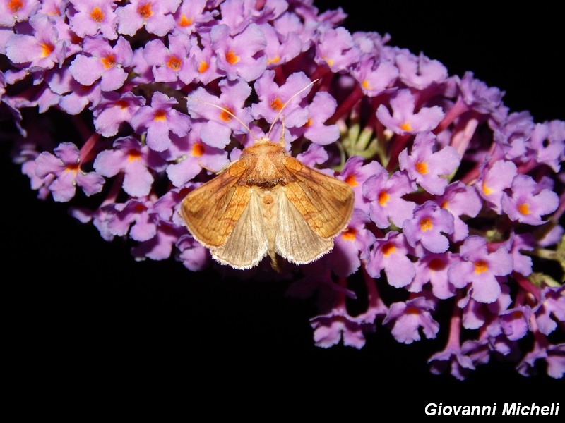 Buddleia in notturna.....